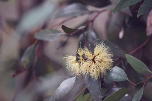 Australian wildflowers for bohemian dresses